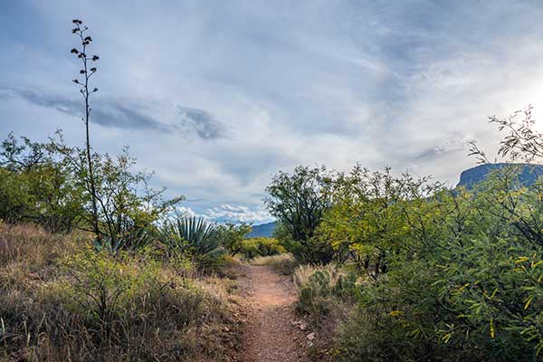 Tucson Trails